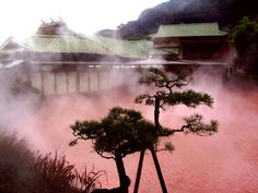 trees in the water with steam rising from them and some buildings on the other side