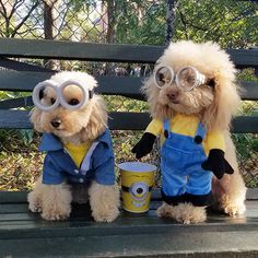 two dogs dressed up as minion and despicables sitting on a bench