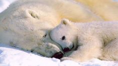 two polar bears cuddle together in the snow