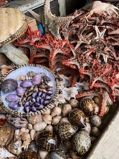 sea shells and starfish on display in a basket