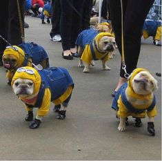 three pugs dressed in yellow and blue jackets are walking down the street with their owners