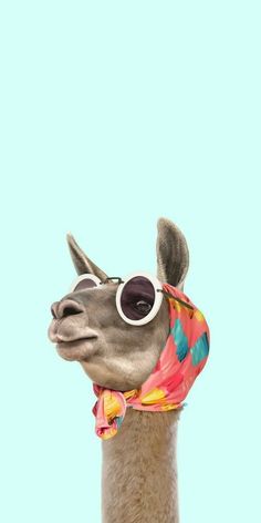 a close up of a llama wearing sunglasses and a bandanna around its neck