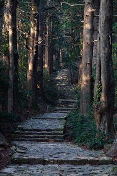 a stone path in the middle of a forest