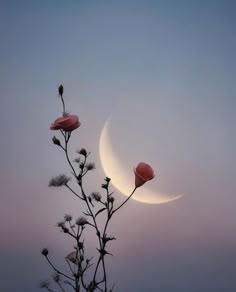 two pink flowers with the moon in the background