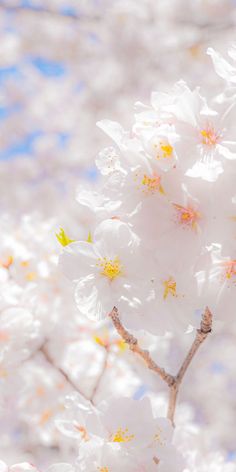 some white flowers are blooming on a tree