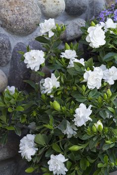 some white flowers and green leaves near rocks