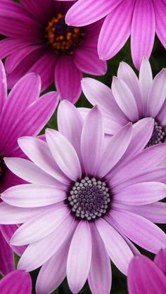 purple flowers with white petals are shown in this close up photo, the center is surrounded by smaller ones