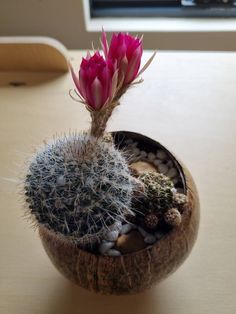 a small cactus in a wooden bowl on a table