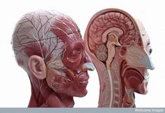 an image of two human head and neck models with blood vessels attached to the brain