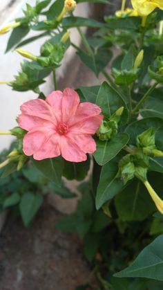 a pink flower with green leaves and yellow flowers