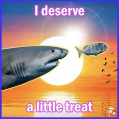 there is a shark and a fish in front of the sun with caption that reads, i deserve a little treat