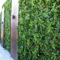 a wall covered in green plants next to a sidewalk