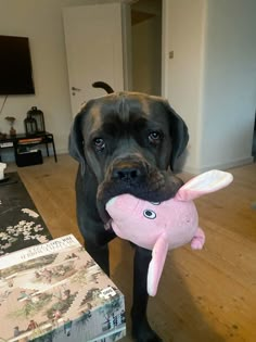 a black dog holding a pink stuffed animal in its mouth and looking at the camera