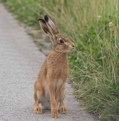 a brown rabbit sitting on the side of a road next to tall grass and weeds