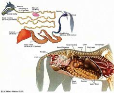 an image of the anatomy of a dog's body and its parts in it