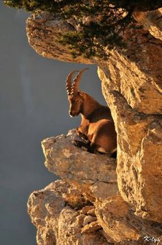 a mountain goat sitting on top of a rocky cliff next to a quote from an unknown person