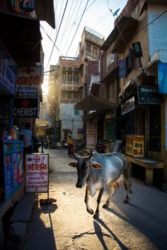 a cow walking down the middle of an alley way in a small town with buildings