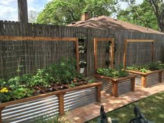 an outdoor garden with various plants growing in the planter boxes and trelliss