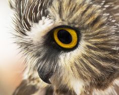 an owl's yellow eye is seen in this close up photo