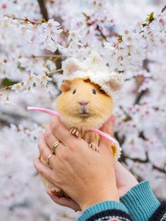 a person holding a small rodent in their hand with cherry blossoms on the background