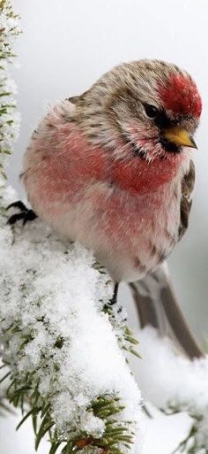 a bird sitting on top of a tree branch covered in snow