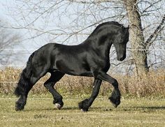 a black horse is galloping through the grass in front of a fence and trees