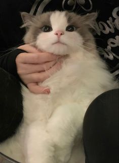 a white and gray cat is being held by someone