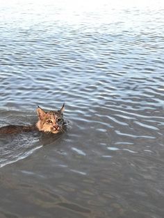 a cat is swimming in the water