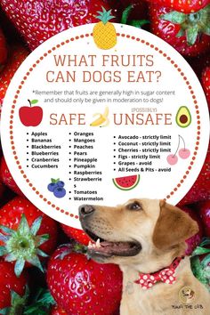 a dog sitting in front of a pile of strawberries with the words what fruits can dogs eat?