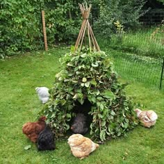 several chickens are standing in the grass next to a small house made out of plants