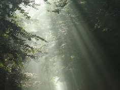 the sun shines through the trees on a foggy road