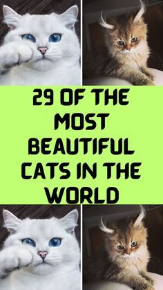 four pictures of cats with the caption 29 of the most beautiful cats in the world