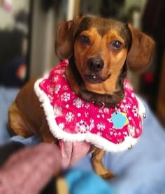 a small brown dog wearing a pink and white dress with flowers on it's collar