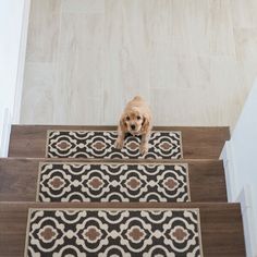 a small dog sitting on top of a carpeted stair case next to a rug