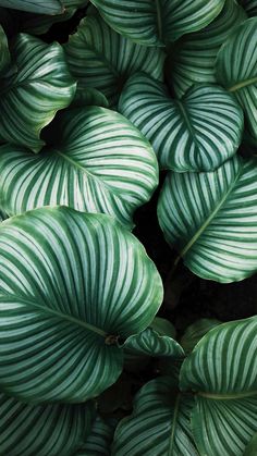 some green leaves are in a black and white framed photo, with the dark background