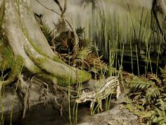 an image of some plants and rocks in the water with moss growing on it's sides