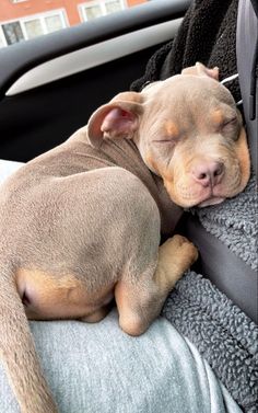 a small dog sleeping on top of a blanket in the back seat of a car