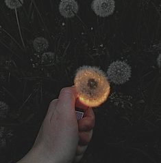 a person holding a cell phone in their hand with dandelions on the ground