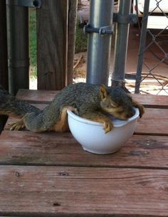 a squirrel is eating out of a bowl