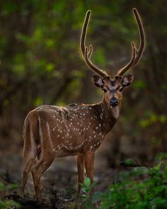 a deer with large antlers standing in the woods