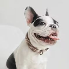 a small black and white dog with its tongue hanging out looking at the camera while wearing a collar