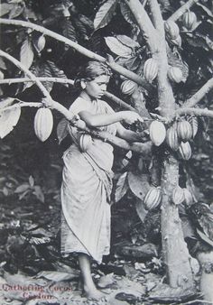 an old black and white photo of a woman picking fruit from a tree