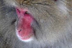 a close up of a monkey with it's mouth open