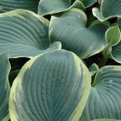 large green leaves with yellow tips on them