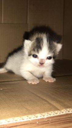 a small kitten sitting on top of a cardboard box