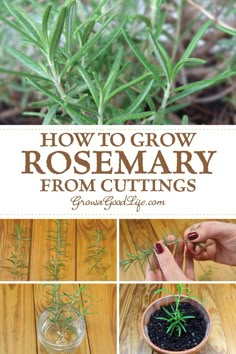 how to grow rosemary from cuttings