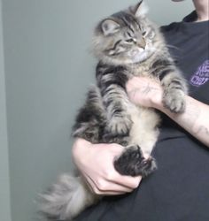 a person holding a cat in their arms