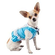 a small dog wearing a blue dress sitting on top of a white floor and looking at the camera