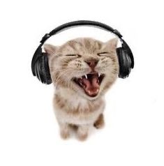 a cat with its mouth open and headphones on