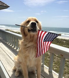 a dog sitting on a porch holding an american flag in it's mouth and looking at the camera